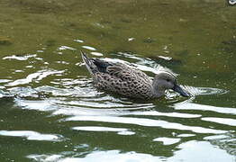 Red Shoveler