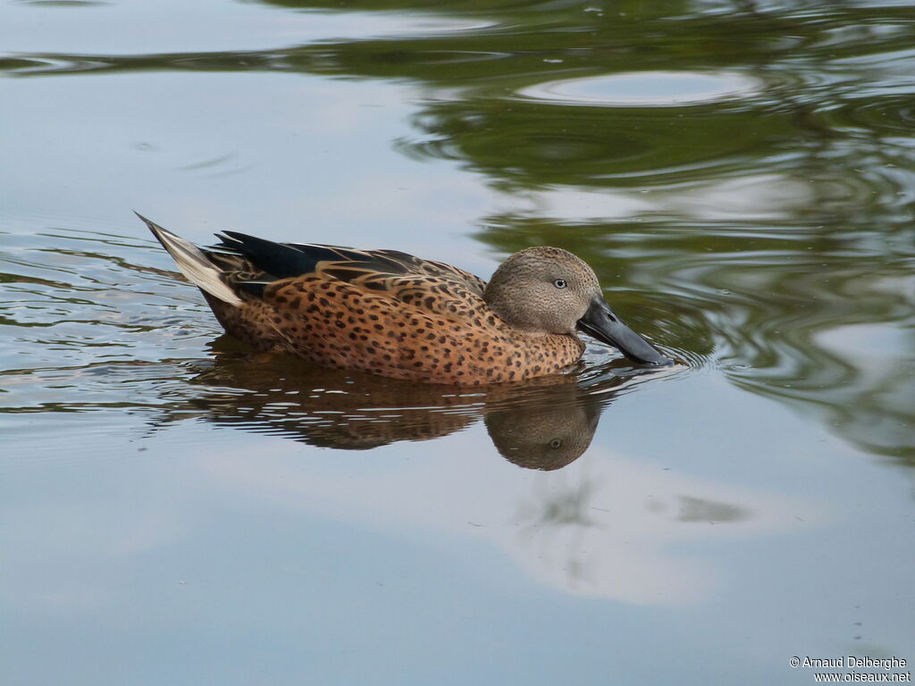 Canard spatule mâle