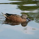 Canard spatule