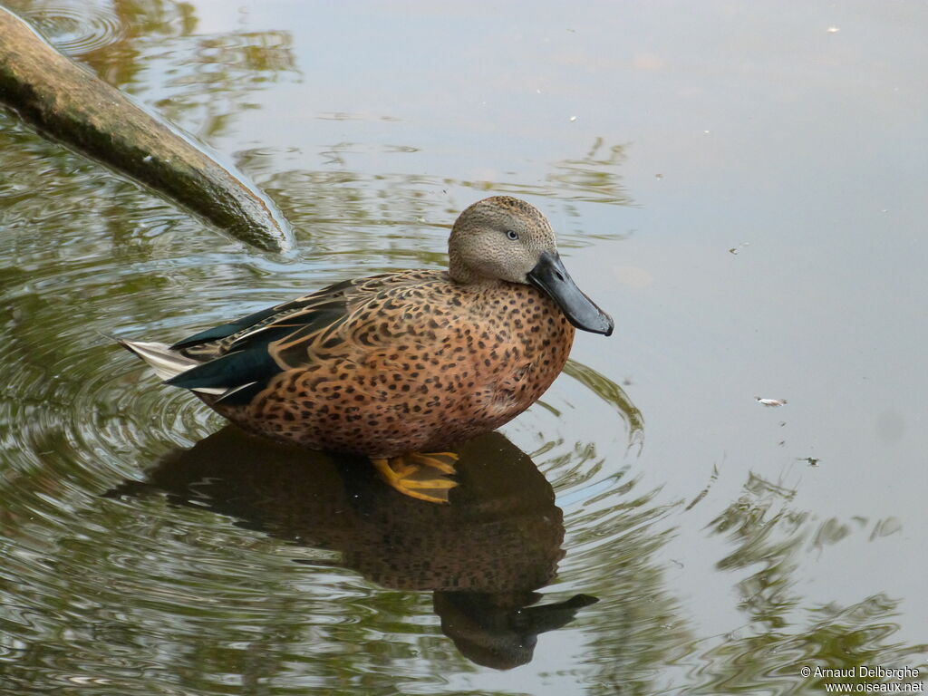 Canard spatule mâle