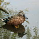 Canard spatule