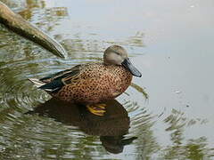 Red Shoveler