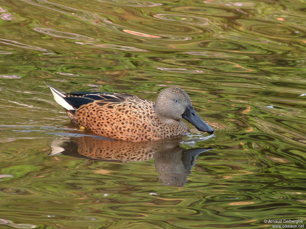 Canard spatule mâle