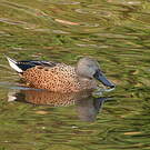 Canard spatule