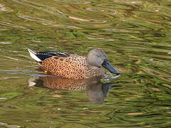 Red Shoveler