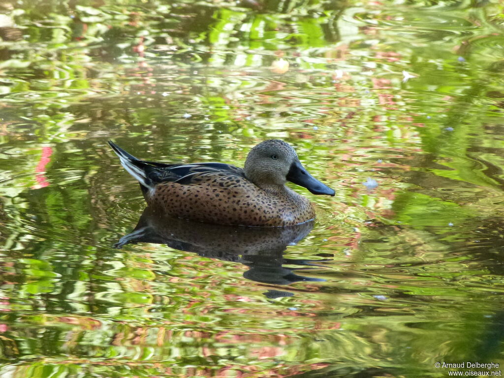 Red Shoveler male