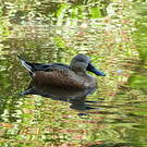 Canard spatule