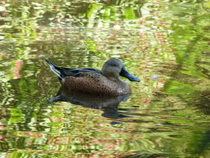 Canard spatule