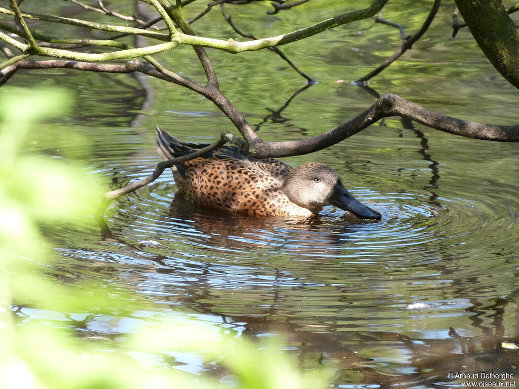 Red Shoveler