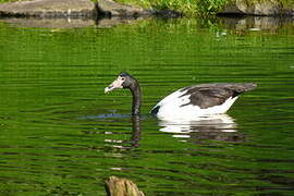 Magpie Goose