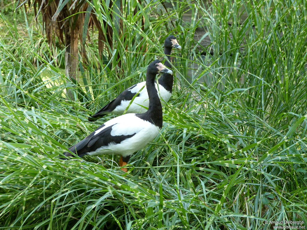 Magpie Goose