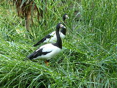 Magpie Goose