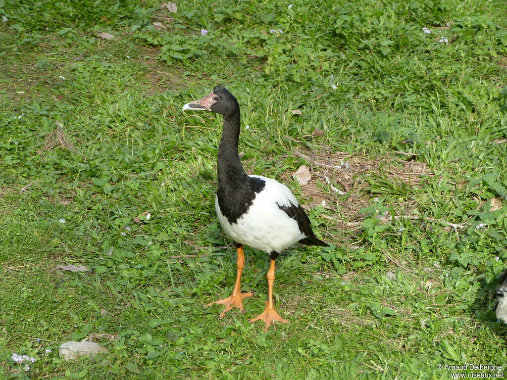 Magpie Goose