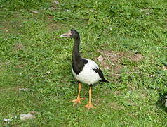 Magpie Goose