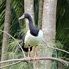 Canaroie semipalmée