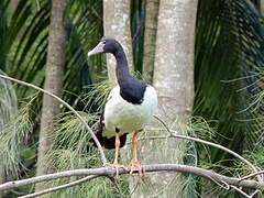 Magpie Goose