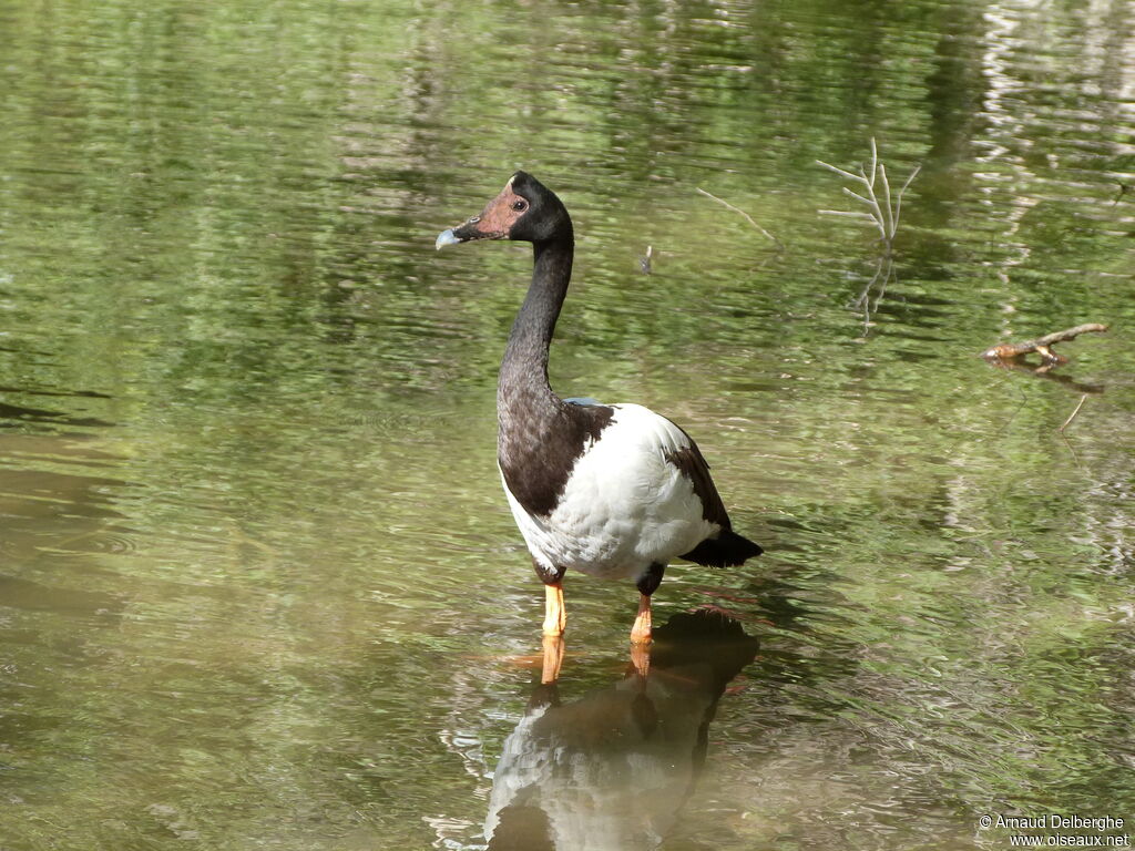 Canaroie semipalmée