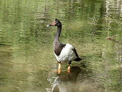 Magpie Goose