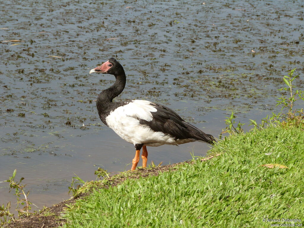 Magpie Goose