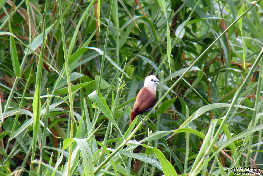 White-headed Munia