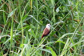 White-headed Munia