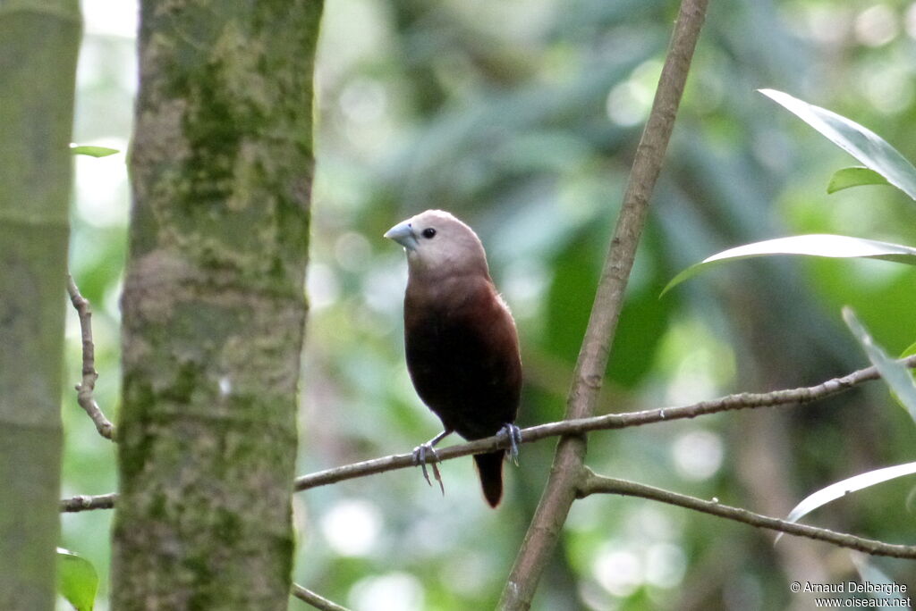 White-headed Munia