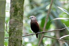 White-headed Munia