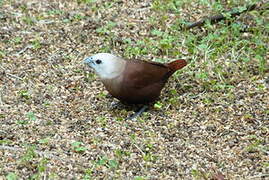 White-headed Munia