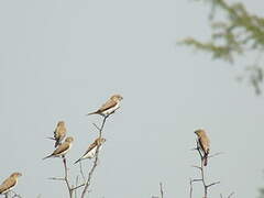 African Silverbill