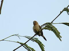 African Silverbill