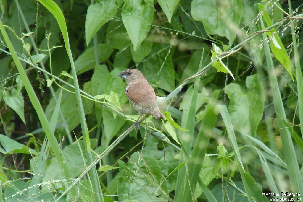 Scaly-breasted Munia