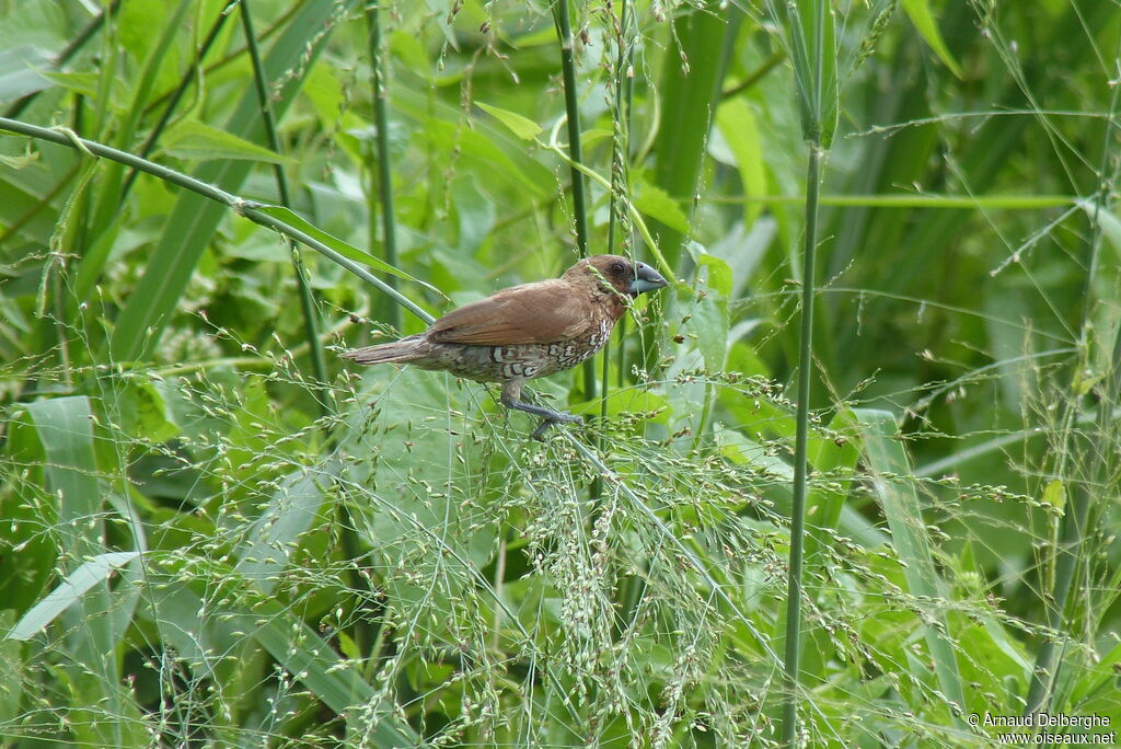 Scaly-breasted Munia