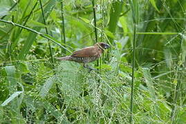 Scaly-breasted Munia