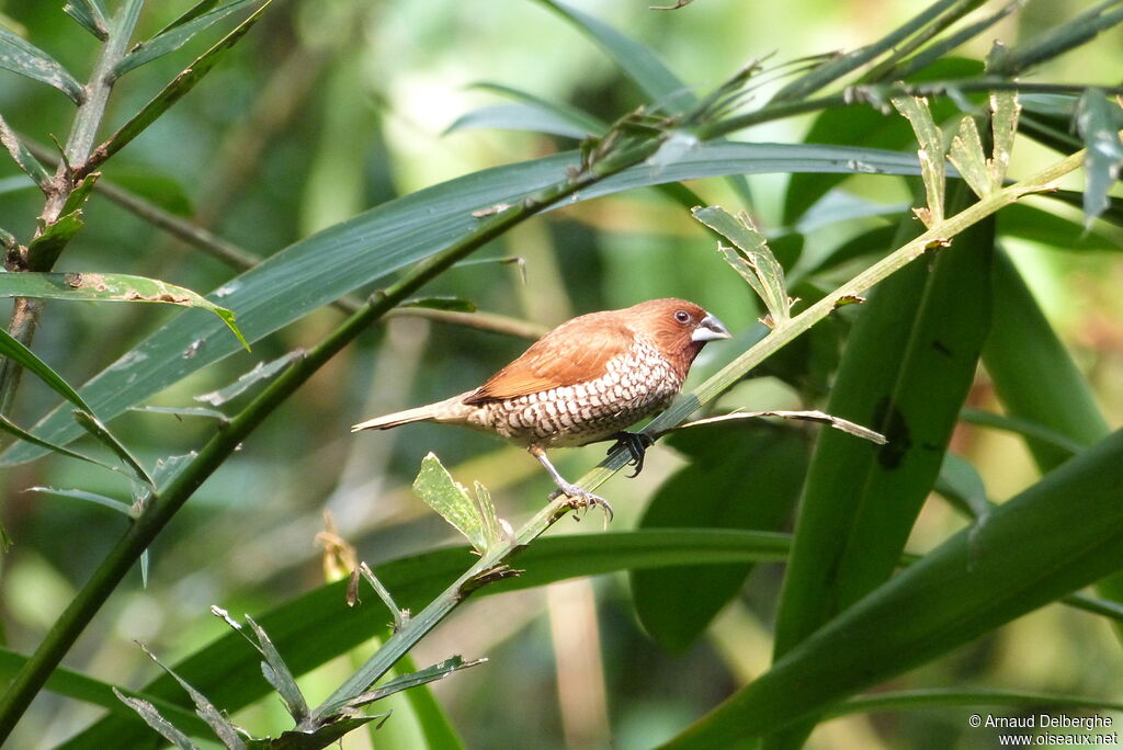 Scaly-breasted Munia