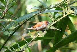 Scaly-breasted Munia