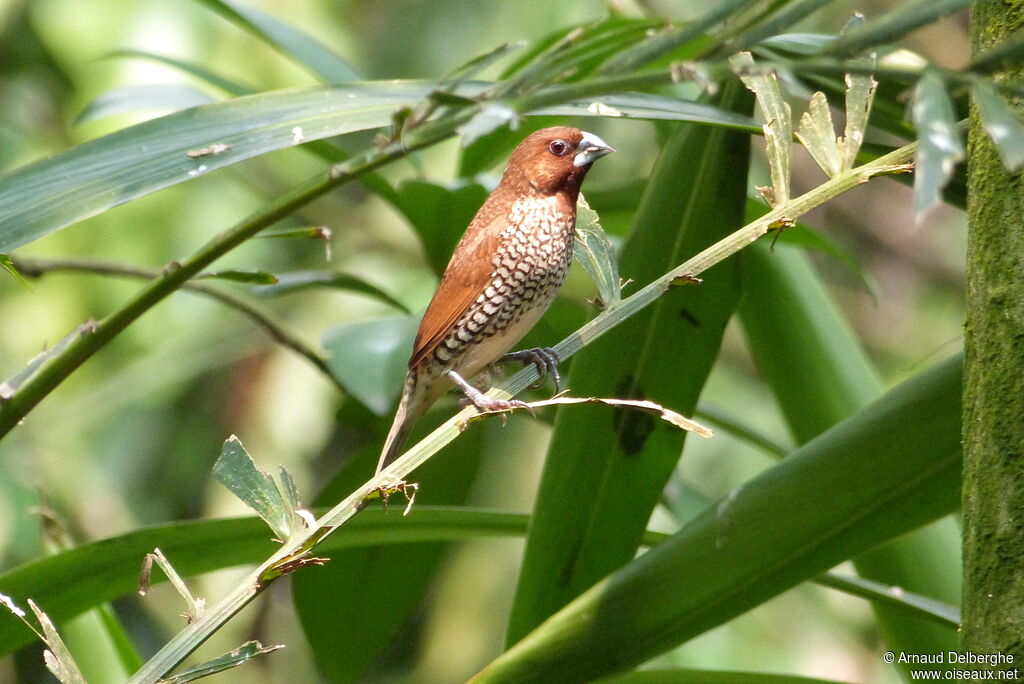 Scaly-breasted Munia