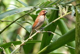 Scaly-breasted Munia