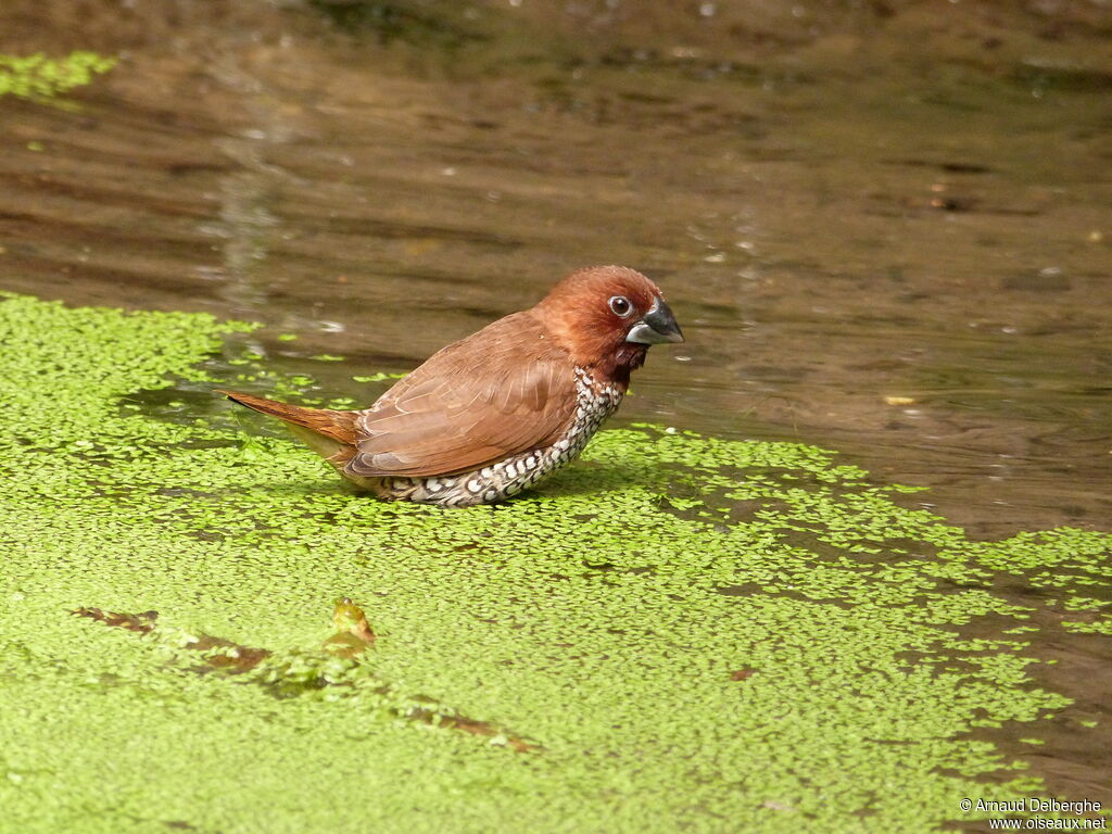 Scaly-breasted Munia