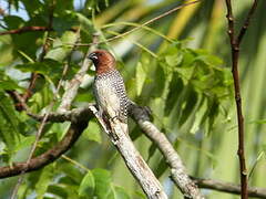 Scaly-breasted Munia