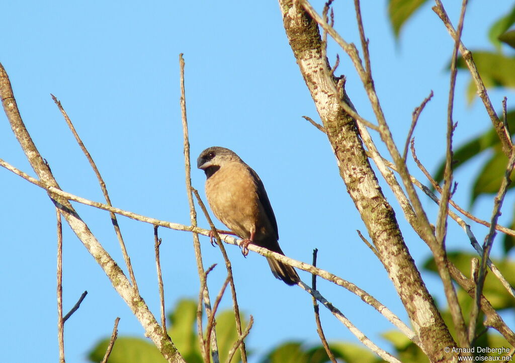 Madagascar Mannikin