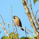 Capucin de Madagascar