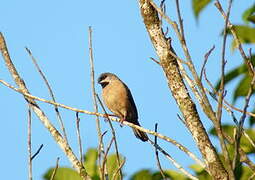 Madagascar Mannikin