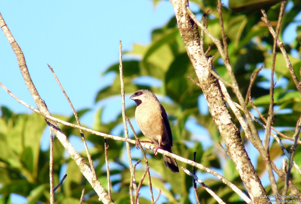 Madagascar Mannikin