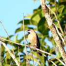 Capucin de Madagascar
