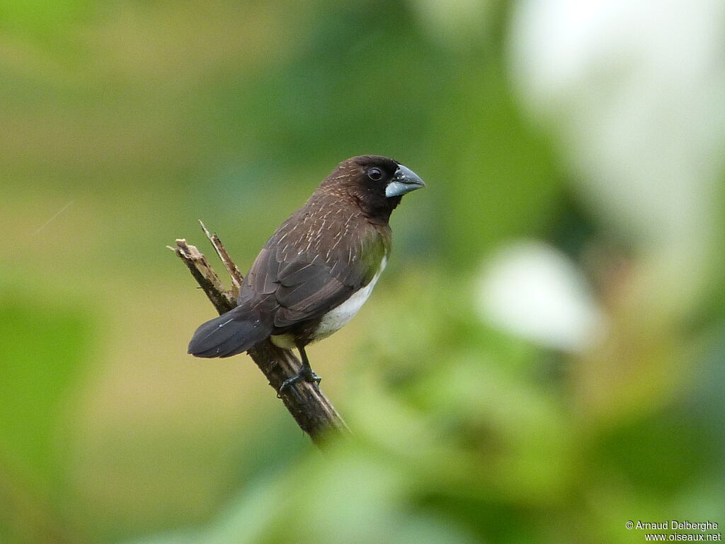 White-rumped Munia