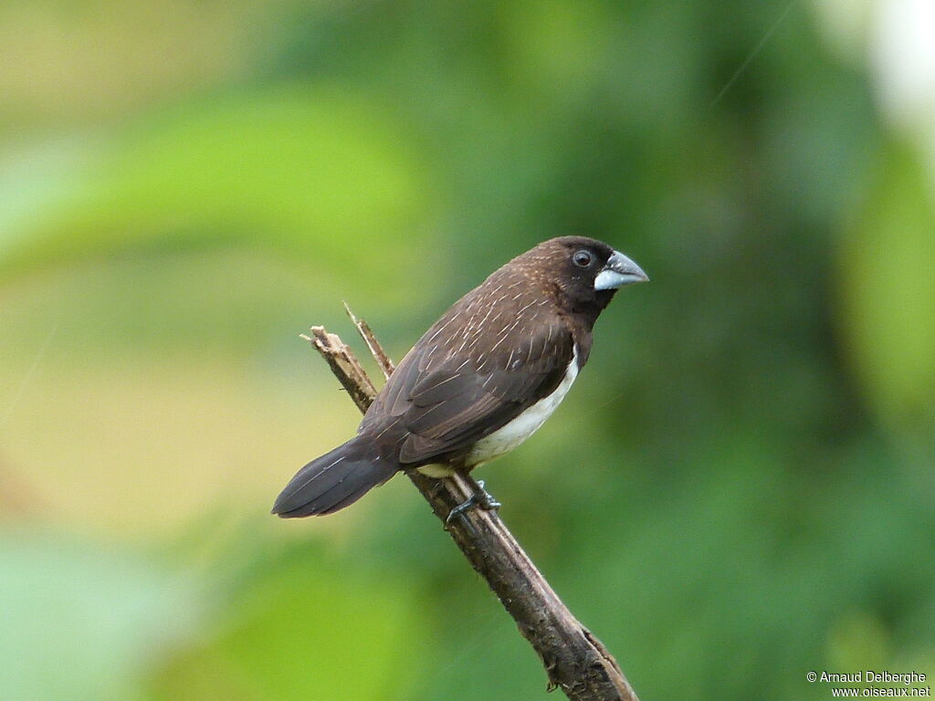 White-rumped Munia