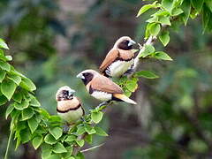 Chestnut-breasted Mannikin