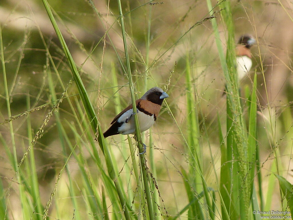 Chestnut-breasted Mannikin