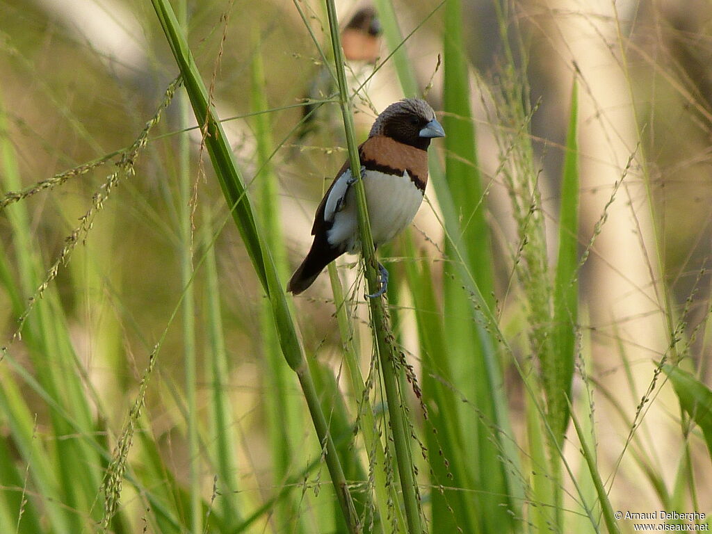 Chestnut-breasted Mannikin