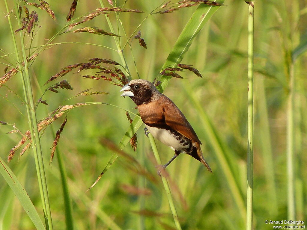 Chestnut-breasted Mannikin